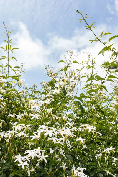 Ster Jasmijn Bloemen Bloei Tegen Blauwe Lucht Met Cumulus Wolken — Stockfoto