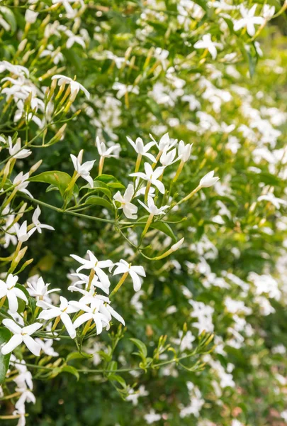 closeup of confederate jasmine plant with fragrant white flowers in bloom