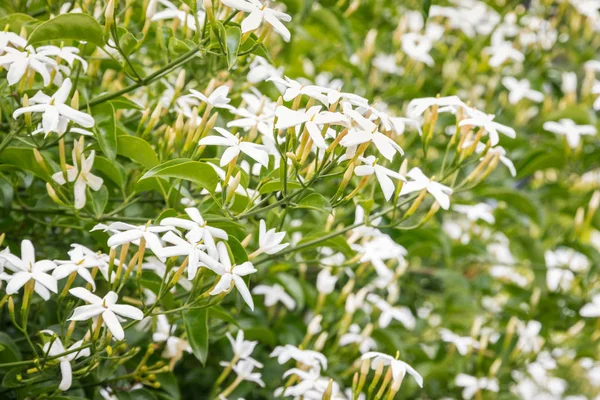 Star Jasmine Flowers Bloom Blurred Background — Stock Photo, Image