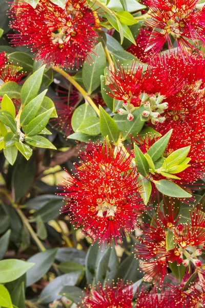 Részlet Élénk Piros Zéland Pohutukawa Virágok Virágzik — Stock Fotó