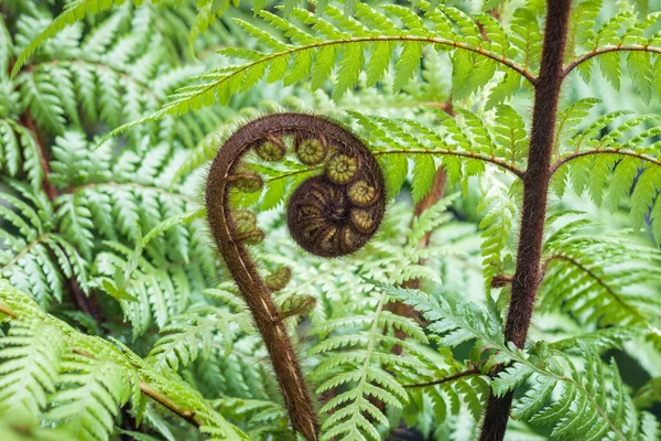 Closeup Του Ξετυλίγοντας Νέα Ζηλανδία Koru Frond Θολή Φόντο Και — Φωτογραφία Αρχείου