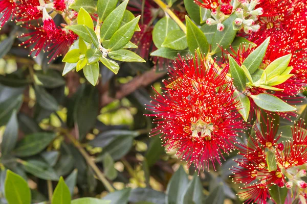 Zéland Karácsonyfa Fényes Vörös Virágok Rügyek Homályos Háttér — Stock Fotó