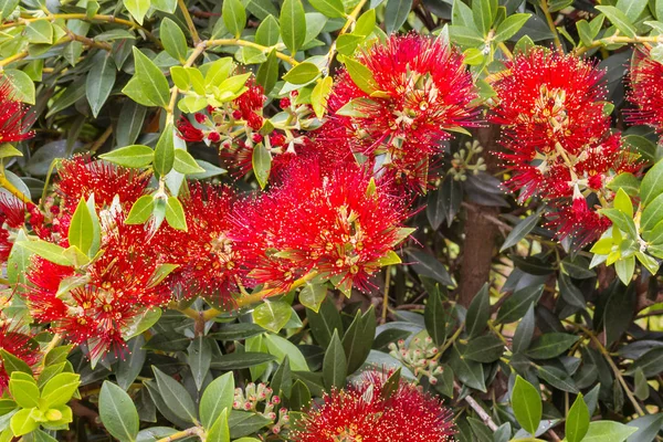 Closeup Pohutukawa Tree Bloom Bright Red Flowers — 스톡 사진