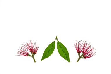 red Pohutukawa tree flowers isolated on white background with copy space above clipart