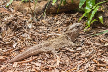 Yeni Zelanda 'nın kuzey Tuatara sürüngenlerinin yakın çekim alanı yağmur ormanlarındaki kuru yaprakların üzerinde güneşleniyor.