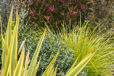 Bahçede büyüyen çeşitli Yeni Zelanda doğal tarama bitkileri