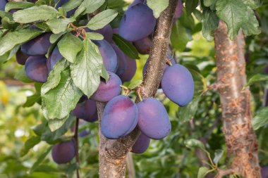 Damson eriklerinin yakınından, organik bahçede yetişen erik ağacında.