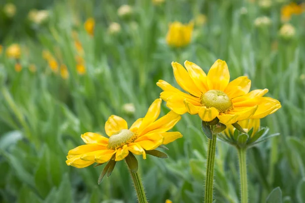 Nahaufnahme Gelber Sonnenhut Voller Blüte Mit Verschwommenem Hintergrund Und Kopierraum — Stockfoto