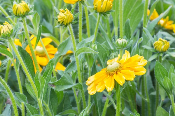 Primer Plano Flores Brotes Amarillos Rudbeckia Flor — Foto de Stock