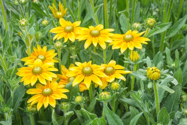 Primer Plano Flores Brotes Equinácea Amarilla Flor — Foto de Stock