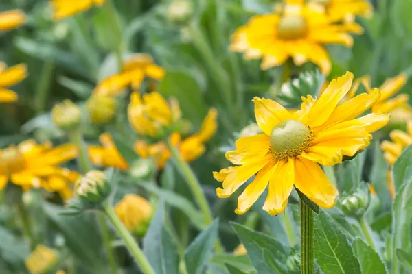 左側のコピースペースのある黄色い庭の夏の花の閉鎖 — ストック写真