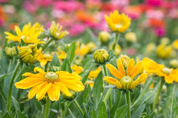 Nahaufnahme Von Gelben Sommerblumen Mit Verschwommenem Hintergrund — Stockfoto