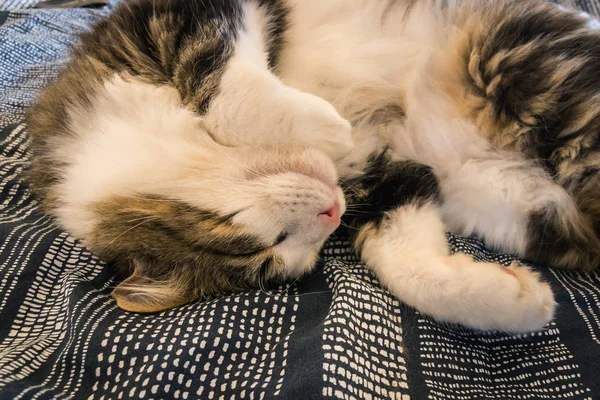 Nahaufnahme Einer Gestromten Katze Die Kopfüber Auf Blauer Bettdecke Schläft — Stockfoto