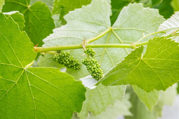 Closeup of young grapevine leaves with flower buds in organic vineyard — Stock Image Closeup Young Grapevine Leaves Flower Buds Organic Vineyard Stock Picture