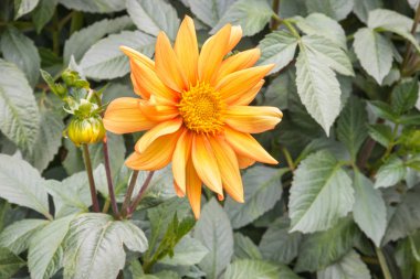 orange dahlia flower head and bud with copy space 