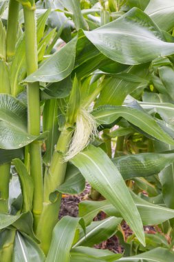 Genç mısır tarlaları ve mısır koçanları organik bahçede yetişiyor.