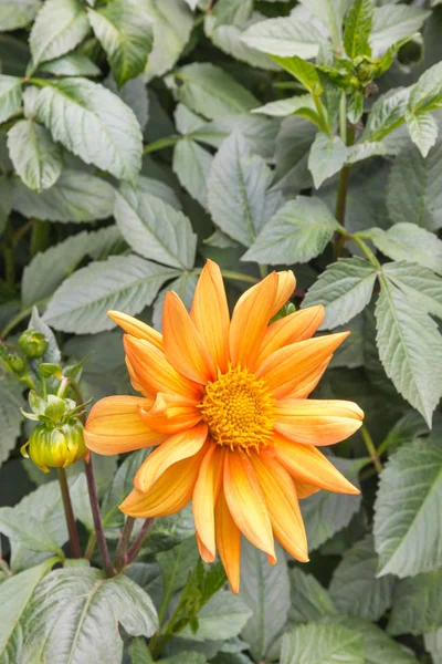 Primer Plano Cabeza Flor Dalia Naranja Flor Con Espacio Copia — Foto de Stock