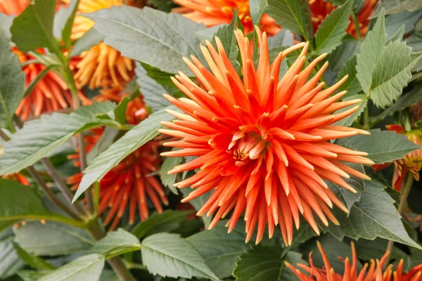 Primer Plano Planta Dalia Naranja Con Flores Flor — Foto de Stock