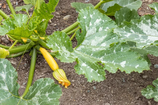 Organik bahçede büyüyen bebek iliğiyle altın kabak bitkisi