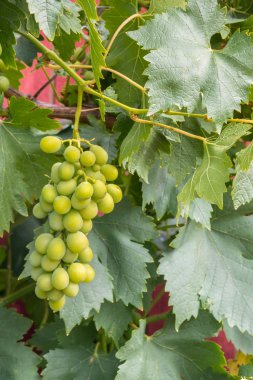 Organik üzüm bağlarında yetişen olgun yeşil üzümlerin yakın çekimi