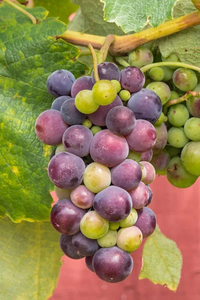 Bouquet Raisins Table Violets Mûrissant Sur Vigne Dans Vignoble Bio — Photo