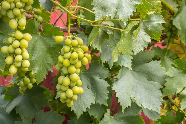 Cacho Uvas Verdes Sultana Videira Que Cresce Vinha Orgânica — Fotografia de Stock