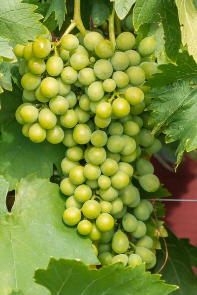 Grappe Raisins Verts Mûrs Sans Pépins Table Poussant Dans Vignoble — Photo