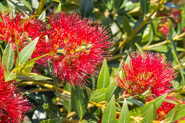 Pohutukawa Zéland Karácsonyfa Piros Virágok Virágzik — Stock Fotó