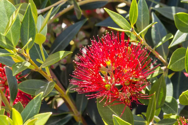 Pohutukawa Ağacının Parlak Kırmızı Çiçekli Başlığı — Stok fotoğraf