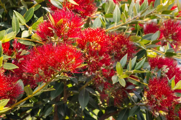 Élénk Piros Pohutukawa Virágok Szimbóluma Zéland Karácsony — Stock Fotó