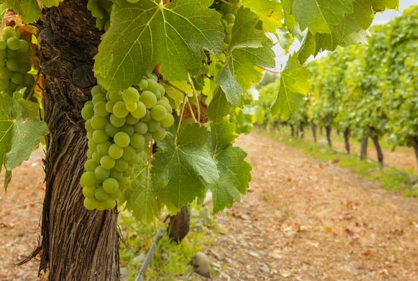 Racimo Uvas Grises Pinot Que Crecen Vid Viñedo Ecológico — Foto de Stock