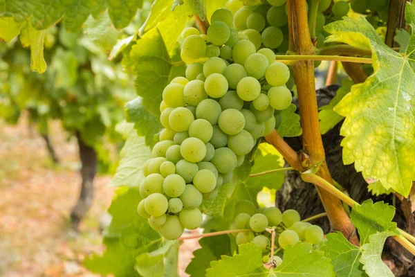 Raisins Chardonnay Mûrs Sur Vigne Dans Vignoble Bio Moment Récolte — Photo