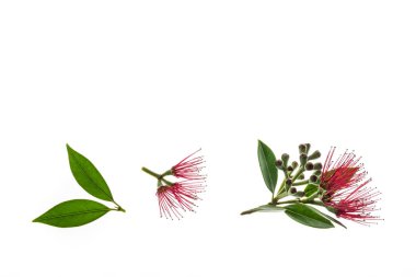 metrosideros Excelsa - Yeni Zelanda noel ağacı kırmızı çiçekleri beyaz arka planda izole edilmiş fotokopi alanı yukarıda
