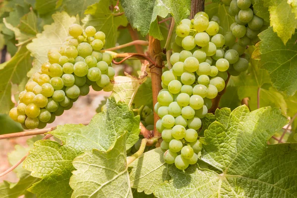 Grappes Raisins Blancs Mûrs Sans Pépins Sur Vigne Culture Biologique — Photo