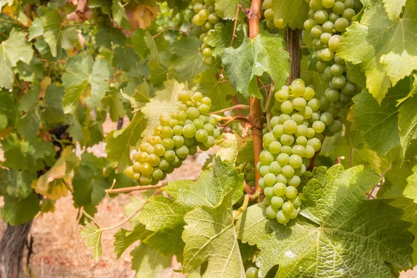 Bunches Ripe Sauvignon Blanc Grapes Vine Vineyard Harvest Time — Stock Photo, Image