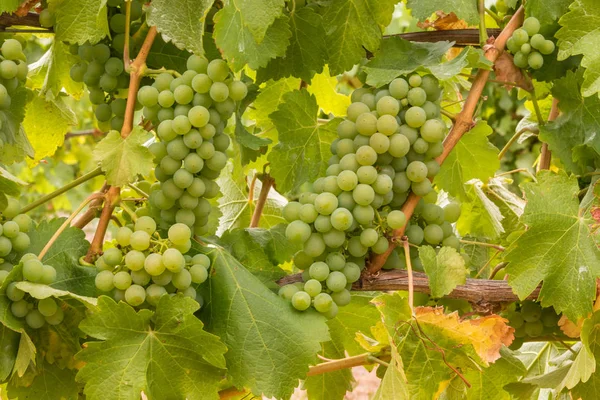 Grappes Raisins Sauvignon Blanc Mûrs Sur Vigne Dans Vignoble Fond — Photo