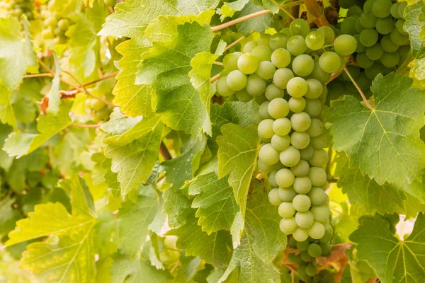 Gros Plan Raisins Blancs Mûrs Riesling Sur Vigne Dans Vignoble — Photo