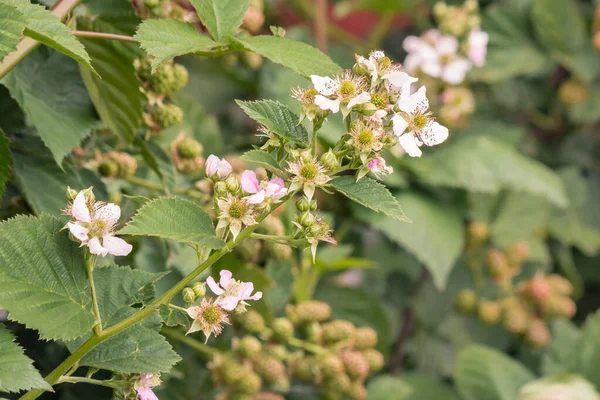 Bramen Struik Met Bloemen Onrijpe Bramen Groeien Biologische Tuin — Stockfoto