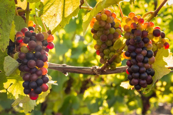 Racimos Uvas Pinot Noir Retroiluminadas Maduración Viñedo Orgánico — Foto de Stock
