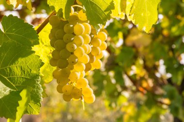 Bir demet olgun Pinot Gris üzümü, üzüm bağında yetişiyor.
