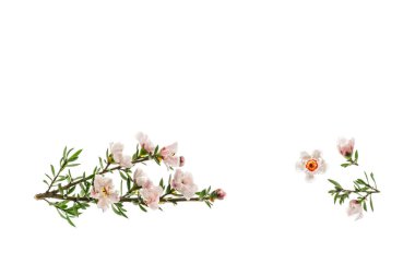Beyaz Yeni Zelanda manuka ağacı çiçekleri beyaz arkaplanda izole edilmiş ve üzerinde kopya alanı var