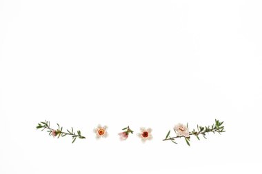 leptospermum scoparium - Yeni Zelanda çaydanlık çiçekleri yukarıda kopya alanı olan beyaz arkaplanda izole edilmiş