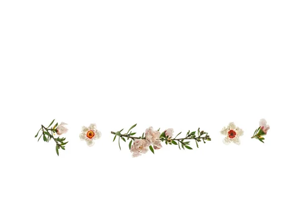 Цветы Мануки Новой Зеландии Белом Фоне Копировальным Пространством — стоковое фото