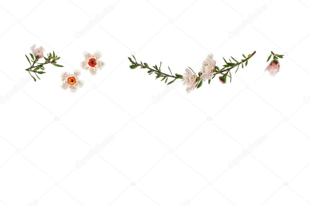 closeup of white manuka tree flowers in bloom on white background with copy space below