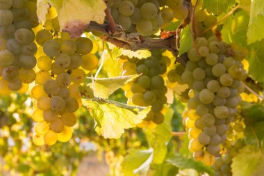 Hasat zamanı organik üzüm bağlarında yetişen taze Sauvignon Blanc üzümleri.