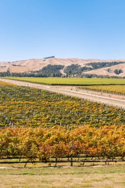 Yeni Zelanda 'nın Marlborough bölgesindeki renkli üzüm bağlarının hasat zamanı hava manzarası