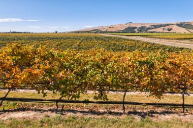 Yeni Zelanda 'nın Marlborough bölgesinde hasat zamanı renkli Pinot Noir üzüm bağları