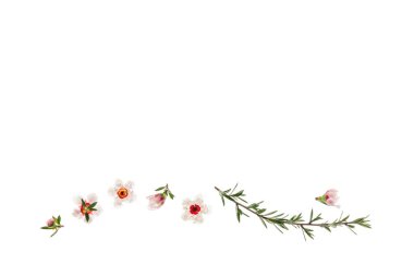 leptospermum scoparium - Yeni Zelanda çay çiçeği ve tomurcukları beyaz arka planda fotokopi alanı üzerinde