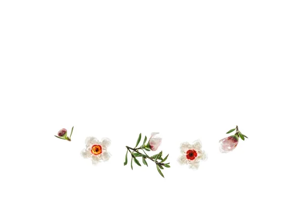 Detal Białych Manuka Kwiaty Pąki Rozmieszczone Białym Tle Miejsca Kopiowania — Zdjęcie stockowe