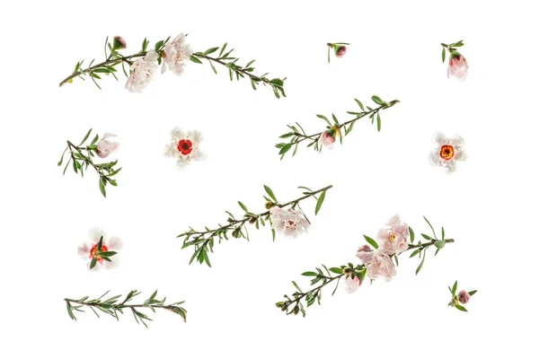 Новозеландські Білі Гілочки Квіти Квітковому Тлі — стокове фото